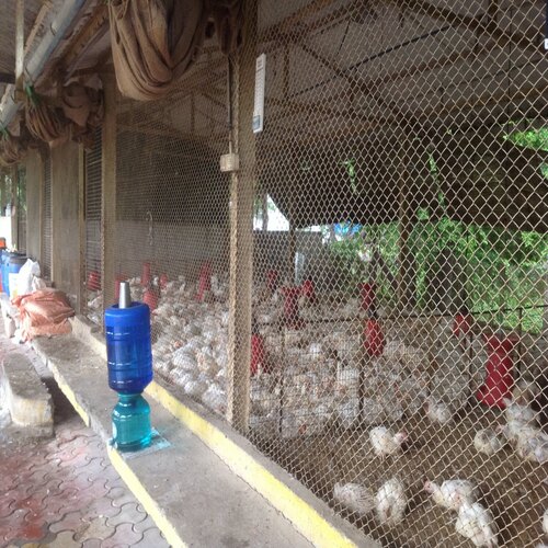 Poultry Farm Galvanised Chainlink Mesh