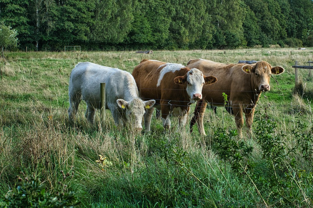 Livestock pasture protected with knot fencing