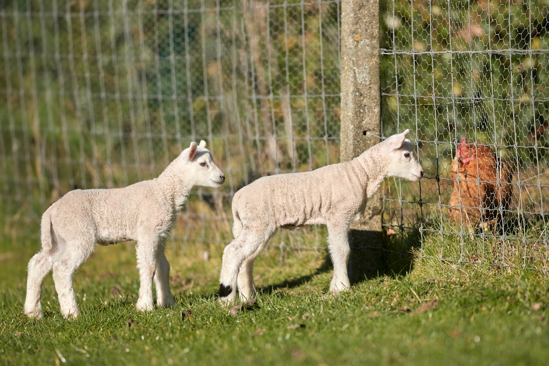 Dairy and poultry farm enclosures